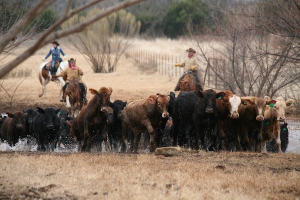 Wildcatter Ranch cattle drive